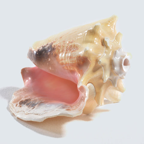 Conch / Ocean Sound