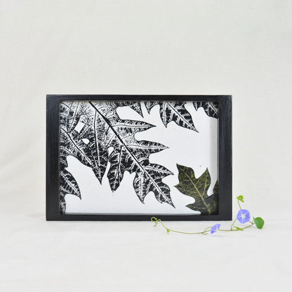 Carica Papaya- Small Tray DH04C01BB1