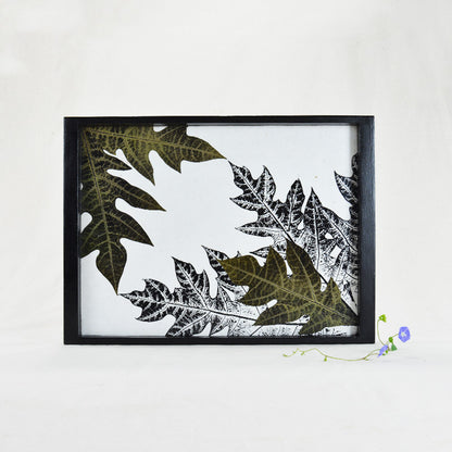 Carica Papaya- Medium Tray DH04C04BB1