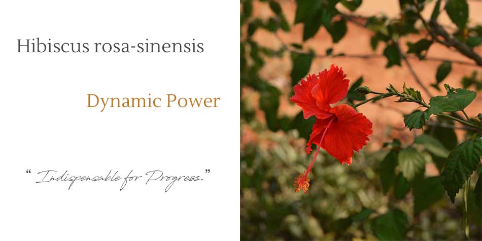 the mother hibiscus power